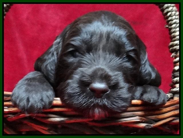 Paris Gus pups 3 wks old 080