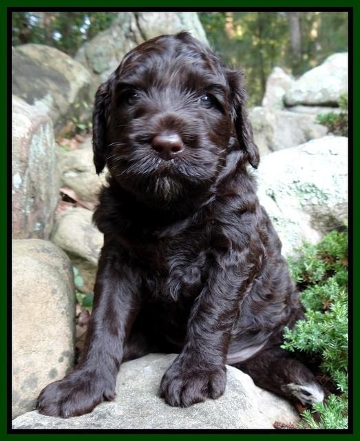 Paris Gus pups 4 wks old 019