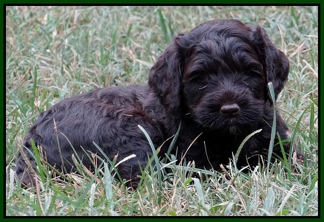 Paris Gus pups 5 wks old 161