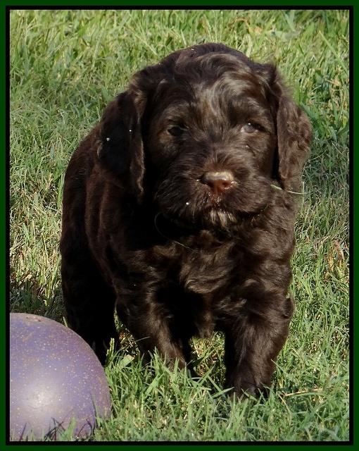 Paris Gus pups 5 wks old 171