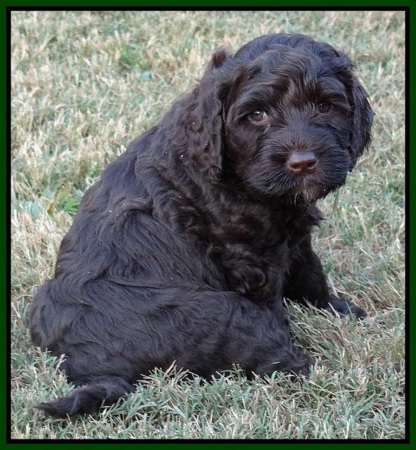 Paris Gus pups 6 wks old 72