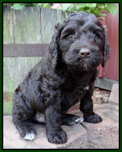 Paris Gus pups 6 wks old 73