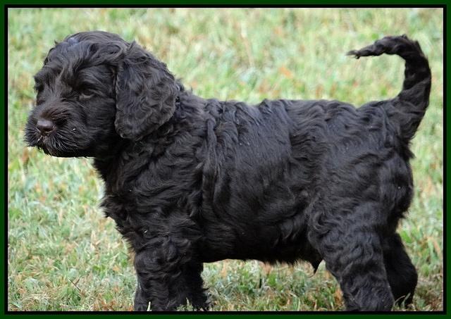 Paris Gus pups 6 wks old 82
