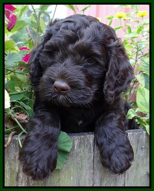 Paris Gus pups 6 wks old 83