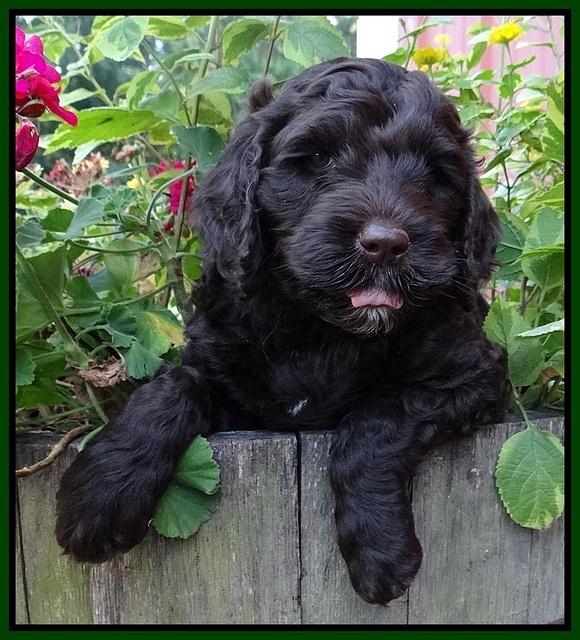 Paris Gus pups 6 wks old 93