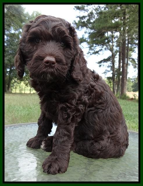 Paris Gus pups 7 wks old 81