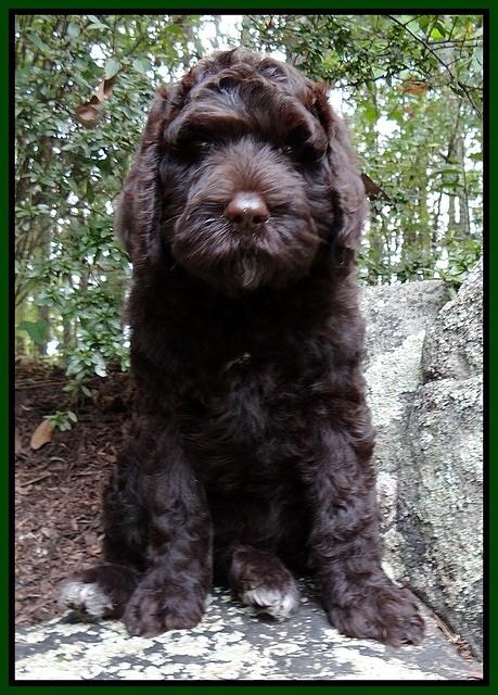 Paris Gus pups 8 wks old #7 012