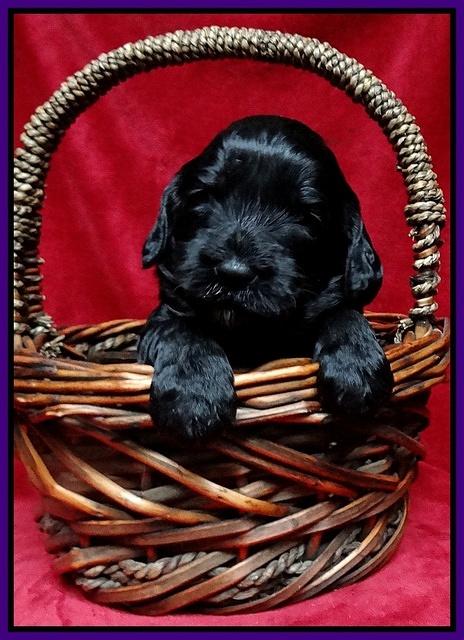 Paris Gus pups 3 wks old 090