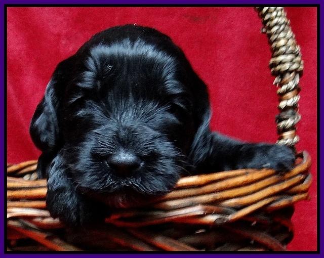 Paris Gus pups 3 wks old 094
