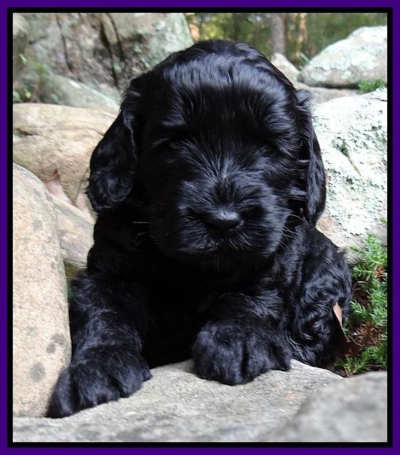 Paris Gus pups 4 wks old 036