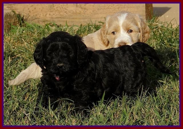 Paris Gus pups 5 wks old 221