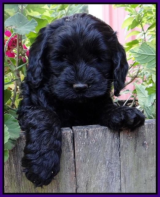 Paris Gus pups 6 wks old 089