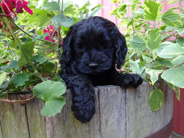 Paris Gus pups 6 wks old 090