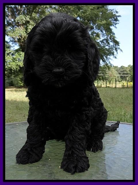 Paris Gus pups 7 wks old 101