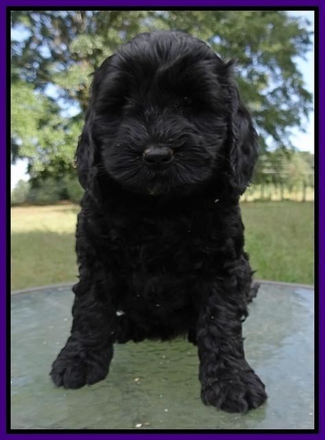 Paris Gus pups 7 wks old 131