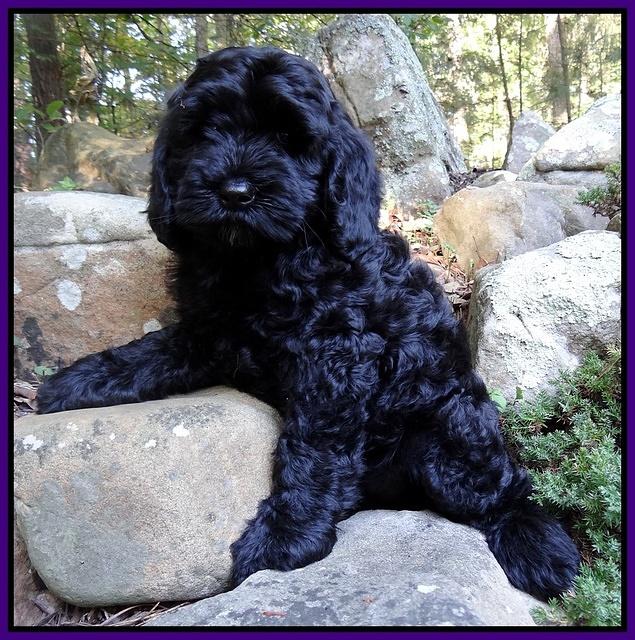 Paris and Gus pups 8 wks old #9 003