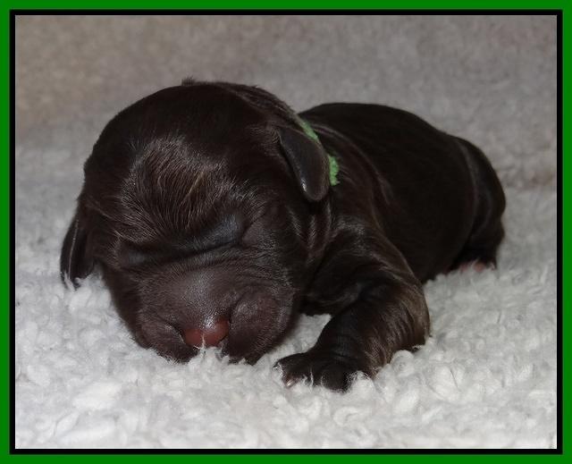 Paris Gus pups 1 day old 030