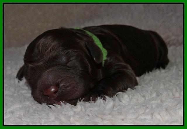 Paris Gus pups 1 day old 031