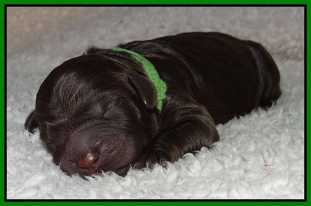 Paris Gus pups 1 day old 032