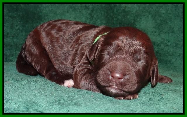 Paris Gus pups 1 wk old 044