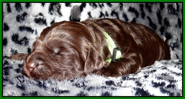Paris Gus pups 2 wks old 082