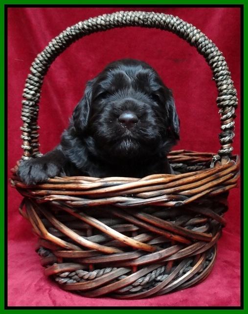 Paris Gus pups 3 wks old 098