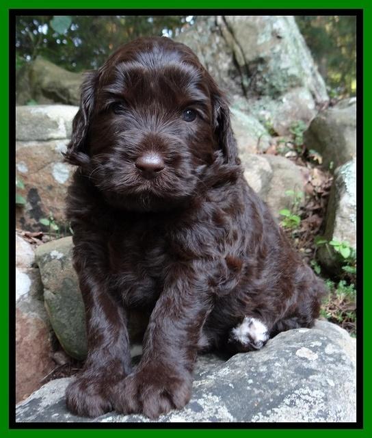 Paris Gus pups 4 wks old 051