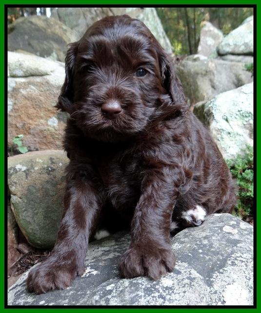 Paris Gus pups 4 wks old 054