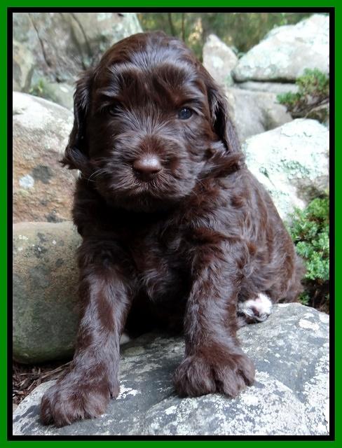 Paris Gus pups 4 wks old 055