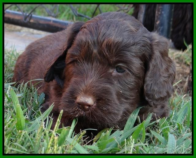 Paris Gus pups 5 wks old 321