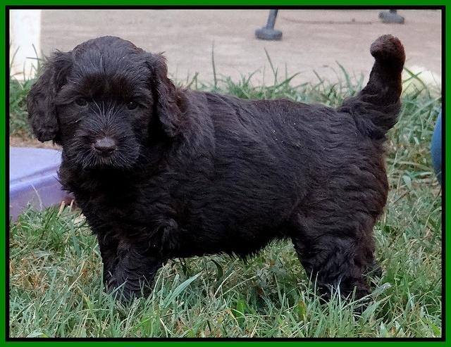 Paris Gus pups 5 wks old 331