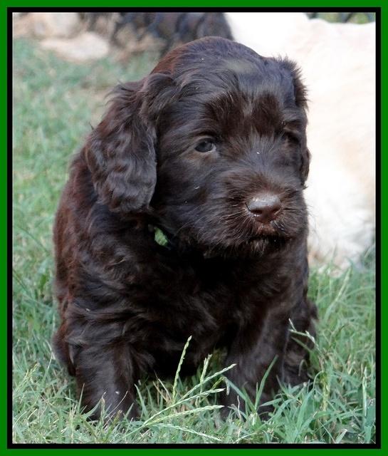 Paris Gus pups 5 wks old 351