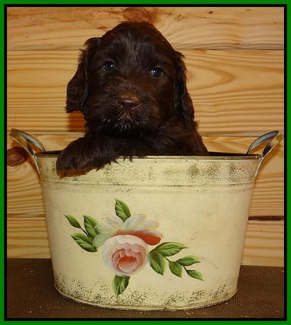 Paris Gus pups 5 wks old 371