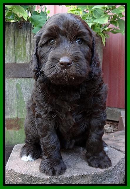 Paris Gus pups 6 wks old 153