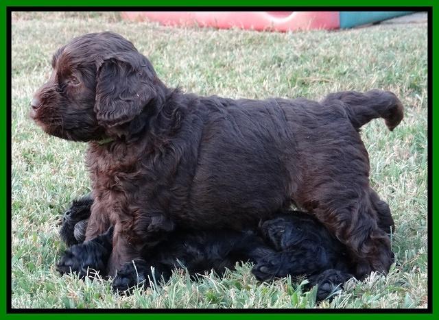 Paris Gus pups 6 wks old 62