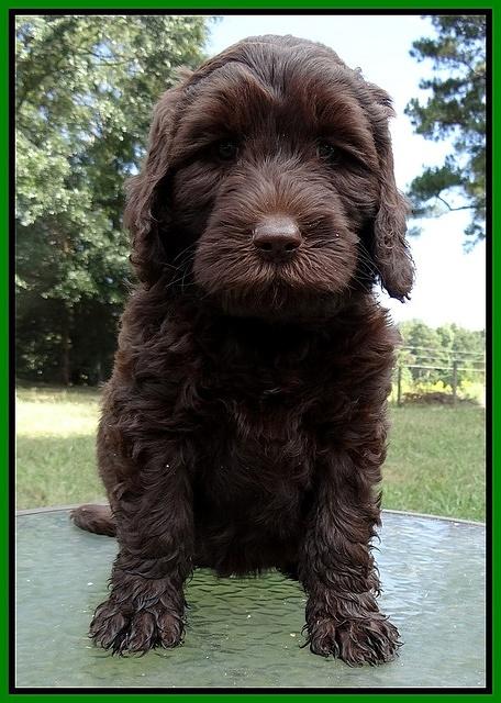 Paris Gus pups 7 wks old 151