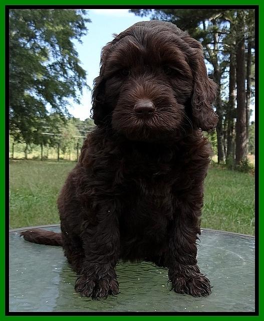 Paris Gus pups 7 wks old 161