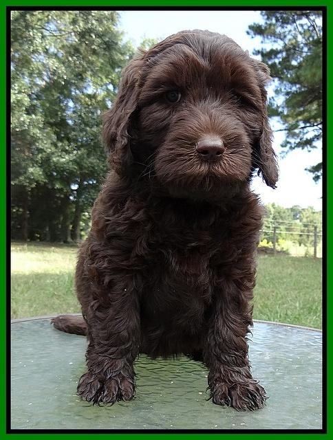 Paris Gus pups 7 wks old 171