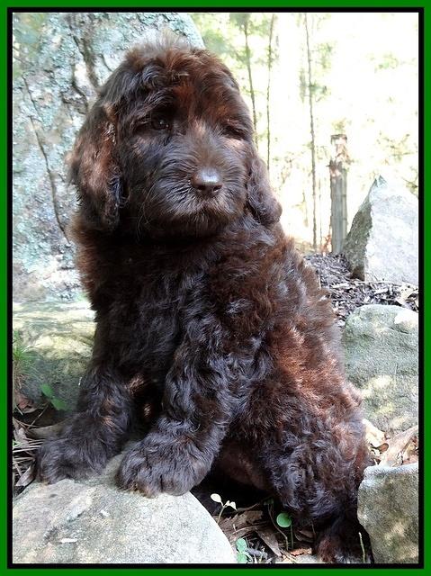 Paris Gus pups 8 wks old 21