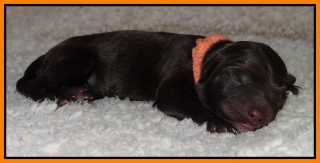 Paris Gus pups 1 day old 043
