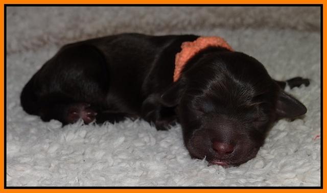 Paris Gus pups 1 day old 044