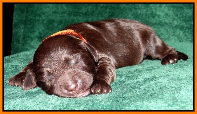 Paris Gus pups 1 wk old 057