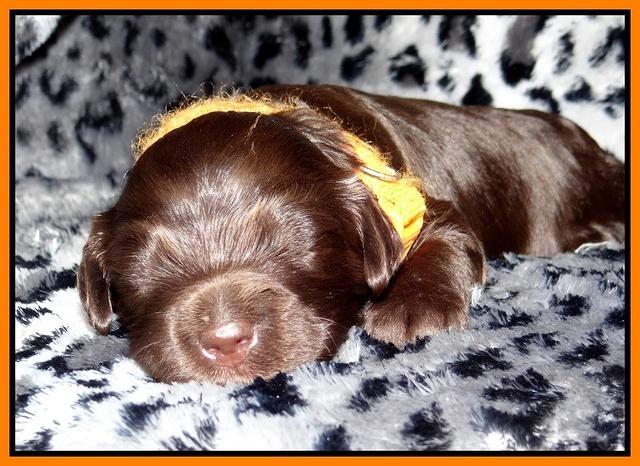 Paris Gus pups 2 wks old 096