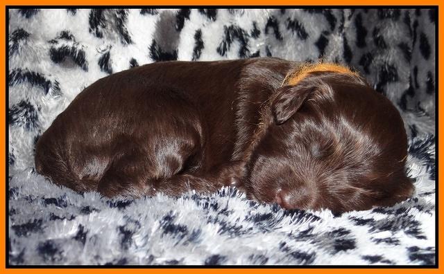 Paris Gus pups 2 wks old 103