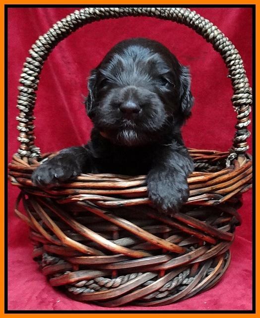 Paris Gus pups 3 wks old 121