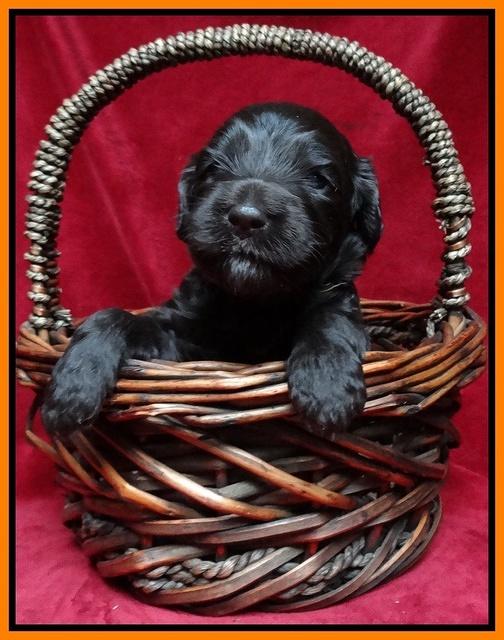 Paris Gus pups 3 wks old 122