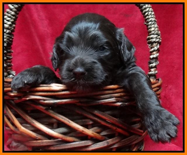 Paris Gus pups 3 wks old 125