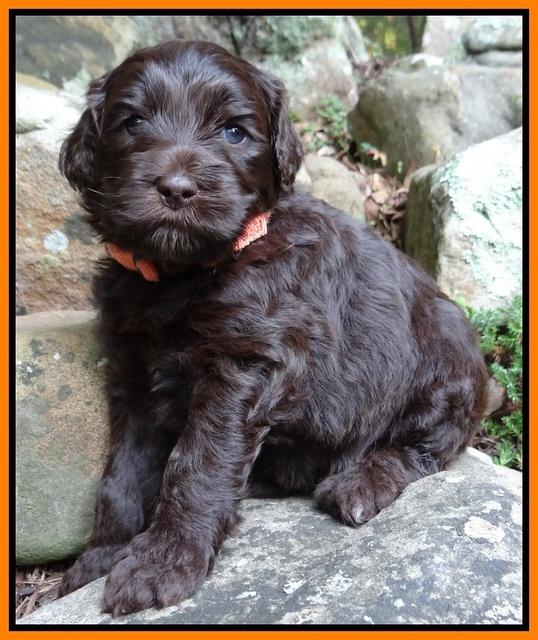 Paris Gus pups 4 wks old 060