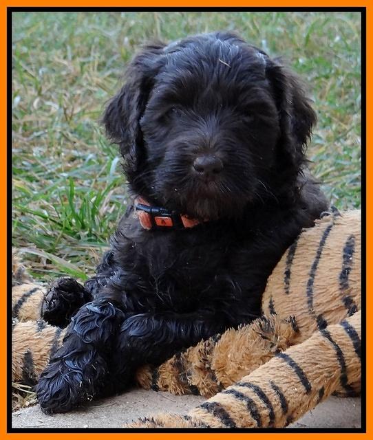 Paris Gus pups 5 wks old 401