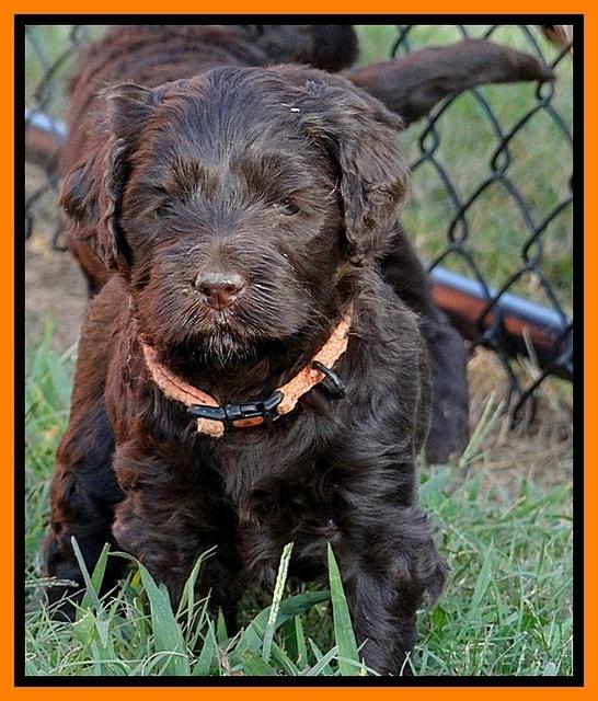 Paris Gus pups 5 wks old 451